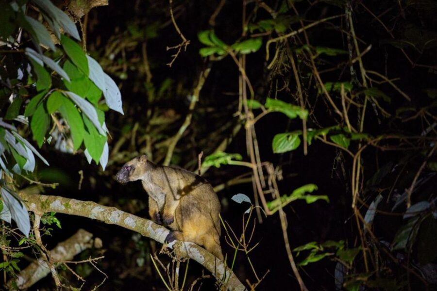 From Cairns: Rainforest & Nocturnal Wildlife Tour