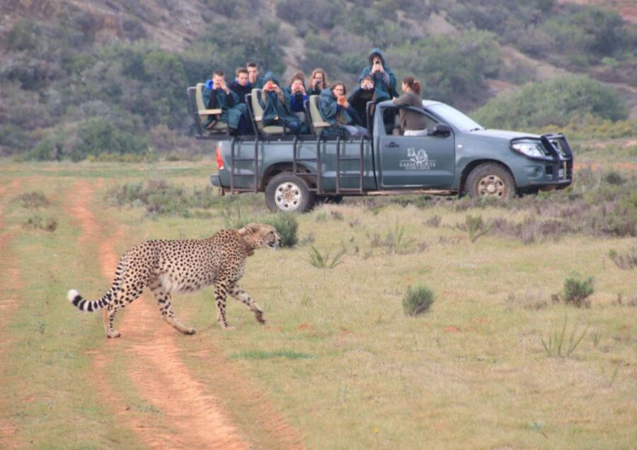 From Cape Town: 2-Day Safari at Garden Route Game Lodge