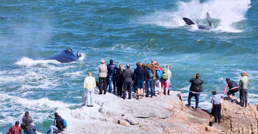 From Cape Town: 3-Day Garden Route Safari and Coastal Tour