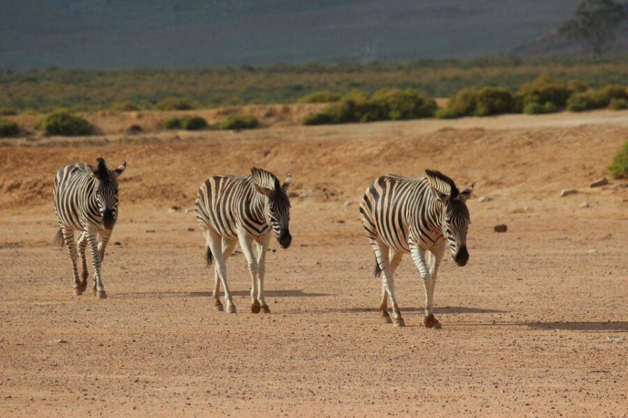 From Cape Town: Aquila Game Reserve Safari Tour With Lunch
