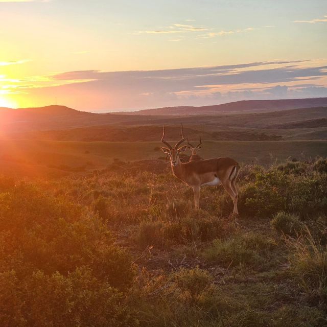 From Cape Town: Full-Day Safari With Breakfast and Lunch