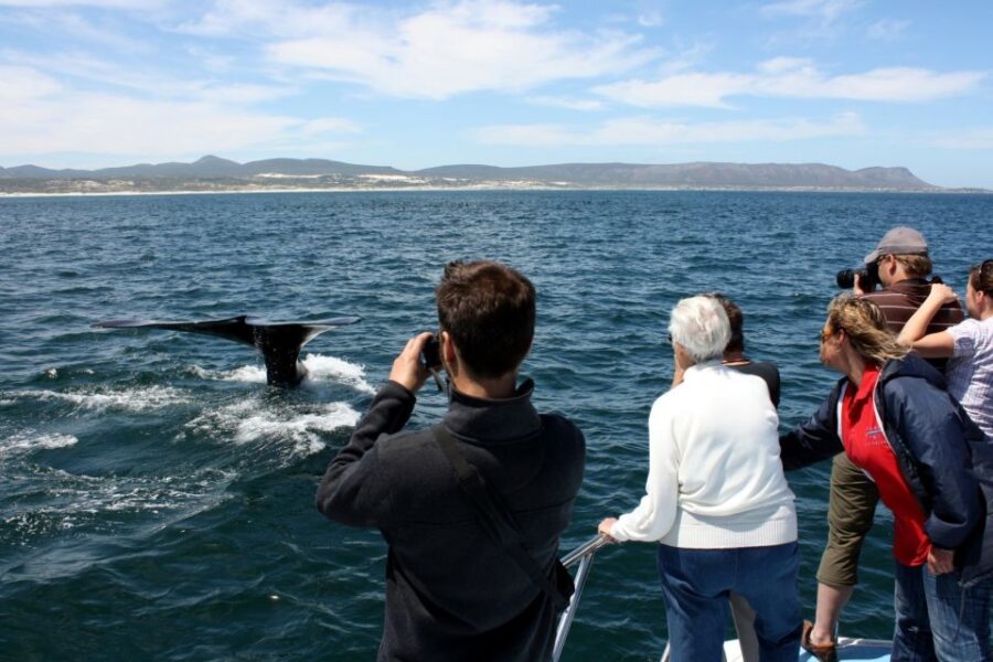 From Cape Town: Hermanus Whale Watching Boat Trip