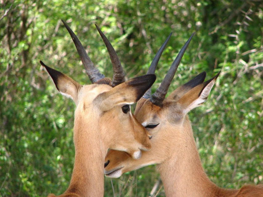From Cape Town: Kruger National Park 2-Day Safari Trip