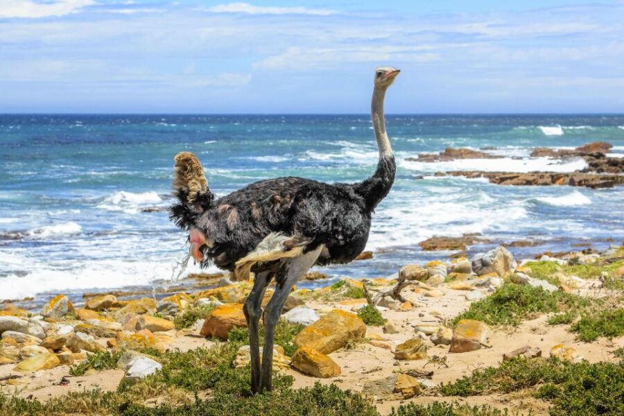 From Cape Town: Table Mountain Penguins & Cape Point Tour