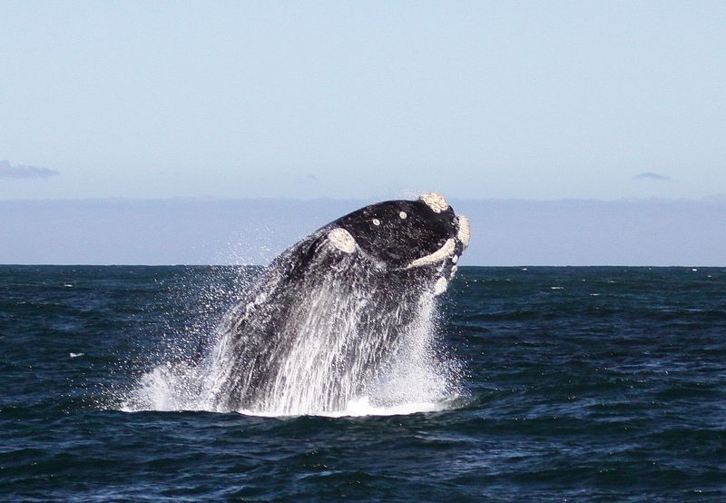 From Cape Town: Whale Watching Tour in Hermanus and Gansbaai - Scenic Coastal Drive to Gansbaai