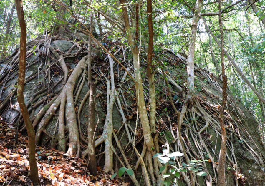 From Chiang Mai: Doi Inthanon National Park Hiking Tour