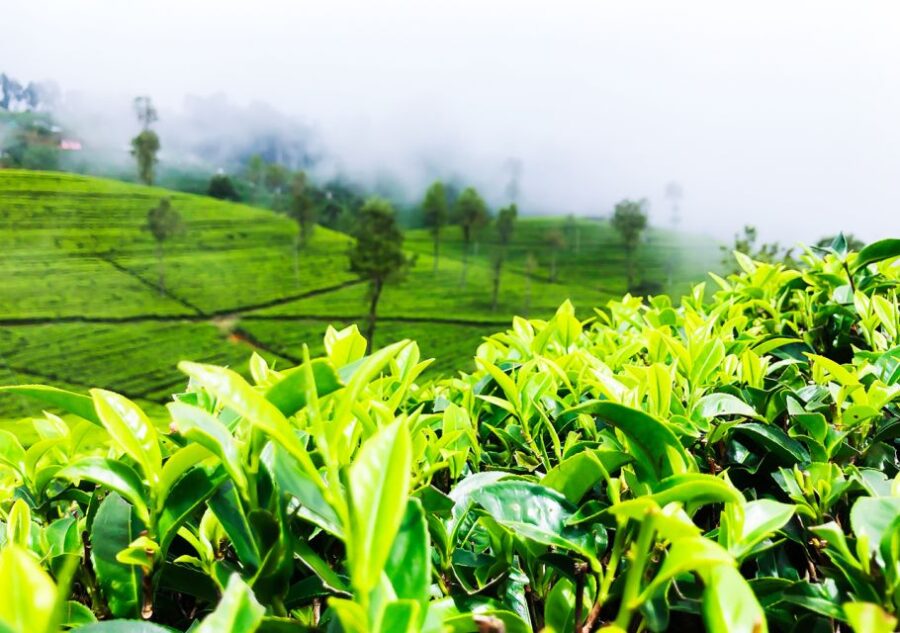 From Colombo: 2-Day All-Inclusive Kandy & Nuwara Eliya Tour