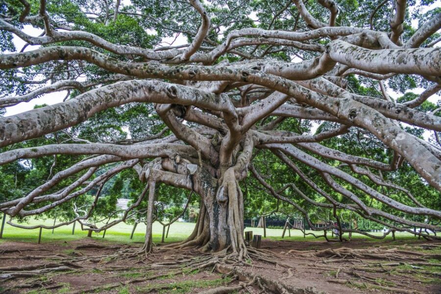 From Colombo: Kandy and Pinnawala Full-Day Trip