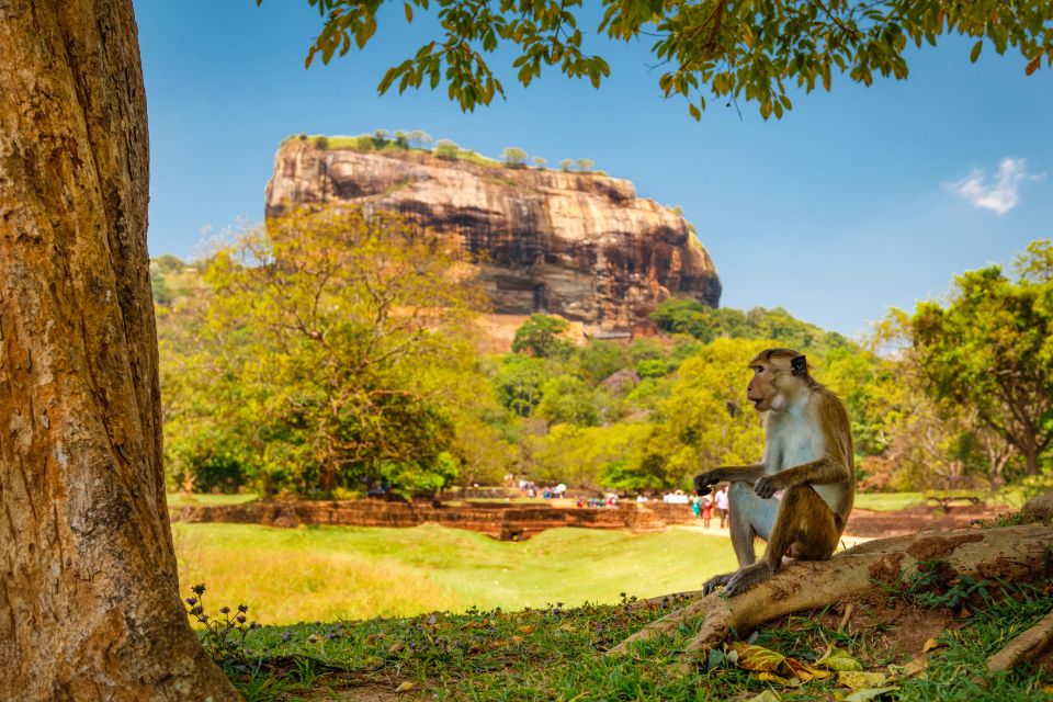 From Colombo: Sigiriya and Dambulla Day Trip and Safari - Tour Overview