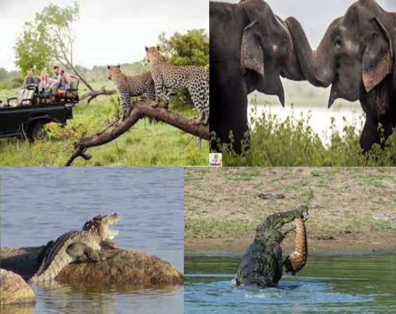 From Colombo To Yala National Park Safari Tour