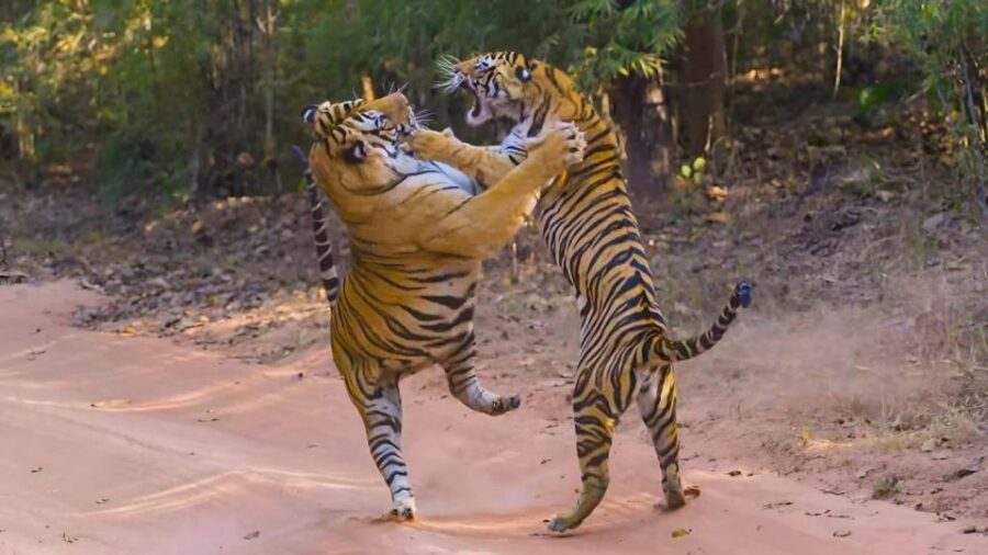 From Delhi: 3 Days Tour of Ranthambore Tiger Safari - Tour Overview