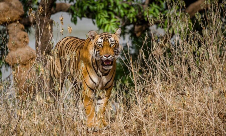 From Delhi: 4-Day Golden Triangle & Ranthambore Tiger Safari