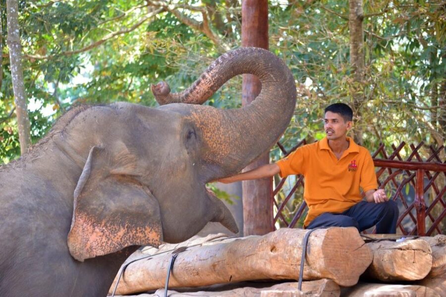 From Delhi:Sunrise Taj Mahal Tour With Elephant Conservation - Tour Overview