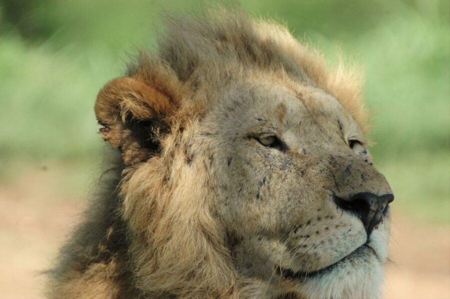From Durban: Hluhluwe Imfolozi Game Reserve Day Trip