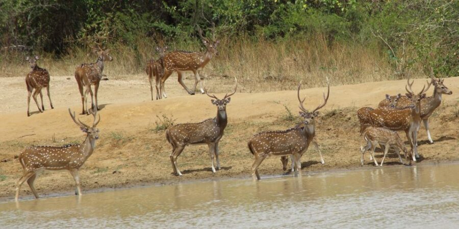 From Ella: All Inclusive Udawalawe National Park Safari