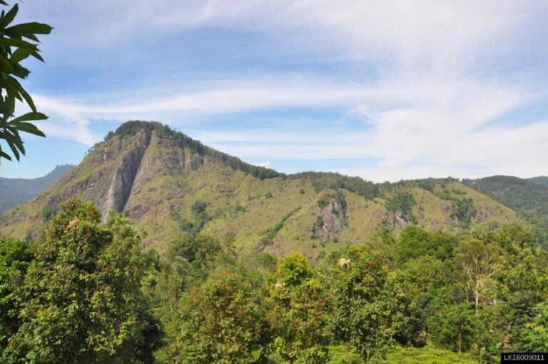 From Ella: Little Adam’s Peak and Nine Arches Bridge Hiking