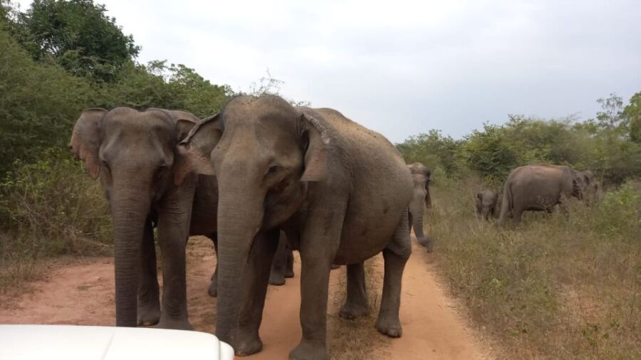 3 Best Tours In Ratnapura