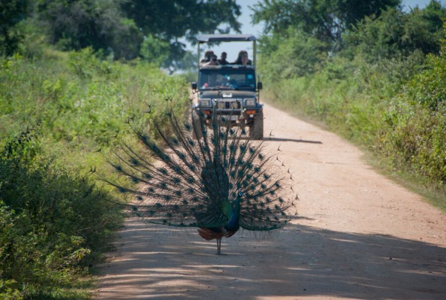 From Ella: Udawalawe Safari With Elephant Transit Home