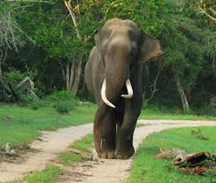 From Ella:Transfer to Galle/Mirissa With Udawalawa Safari