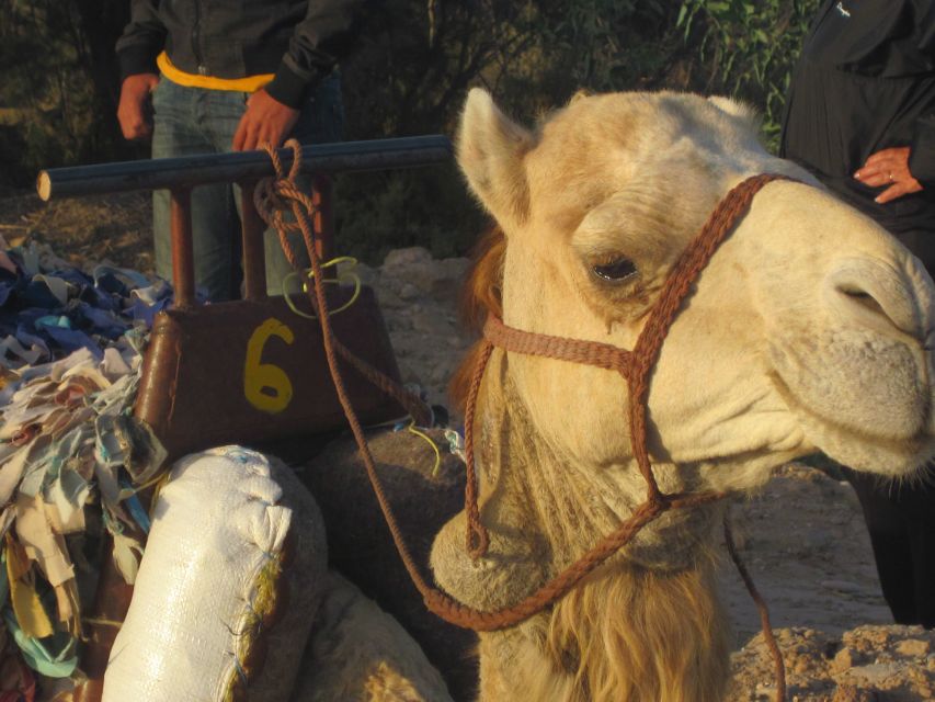 From Essaouira: Camel Tour With Overnight Stay in a Tent