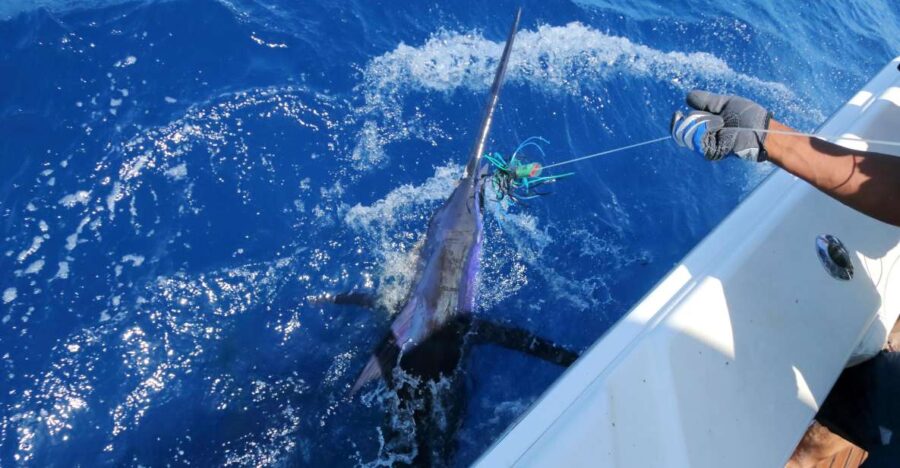 From Funchal : Big Game Fishing Boat Trip
