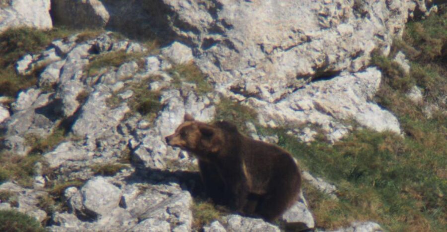 From Gijón, Oviedo or Pola De Somiedo: Brown Bear Spotting