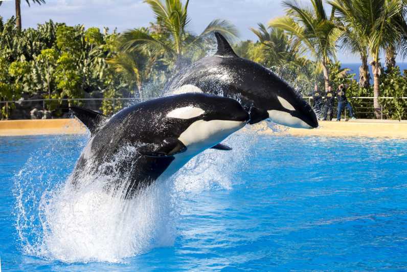 From Gran Canaria: Day Trip to Loro Parque Tenerife - Trip Overview and Pricing
