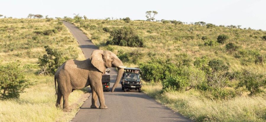 From Hazyview: Full Day Kruger Park Wildlife Safari