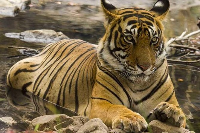 From Jaipur - Wildlife With Taj Mahal Agra & Delhi Drop off 4 Day