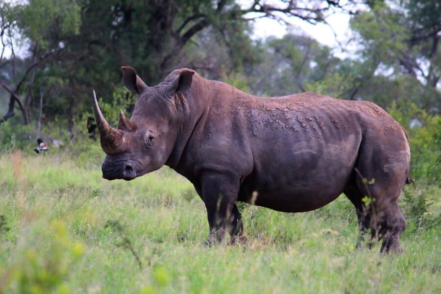 From Johannesburg: 2-Day Safari Into Kruger National Park