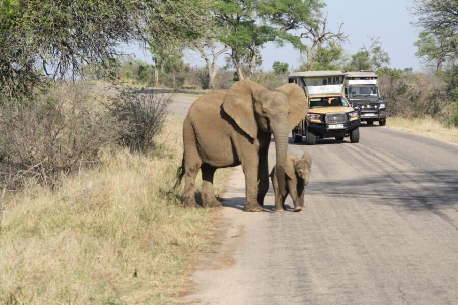 From Johannesburg: Kruger 4 Days Safari