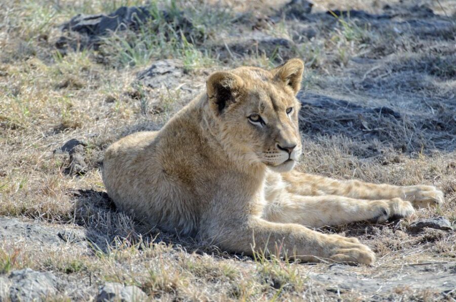 From Johannesburg: Lion & Safari Park Half-Day Tour - Tour Highlights