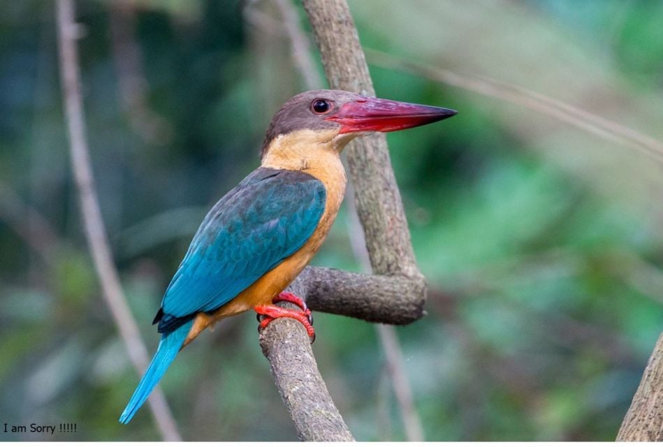 From Kalutara: Galle Dutch Fort & Madu River Safari Tour