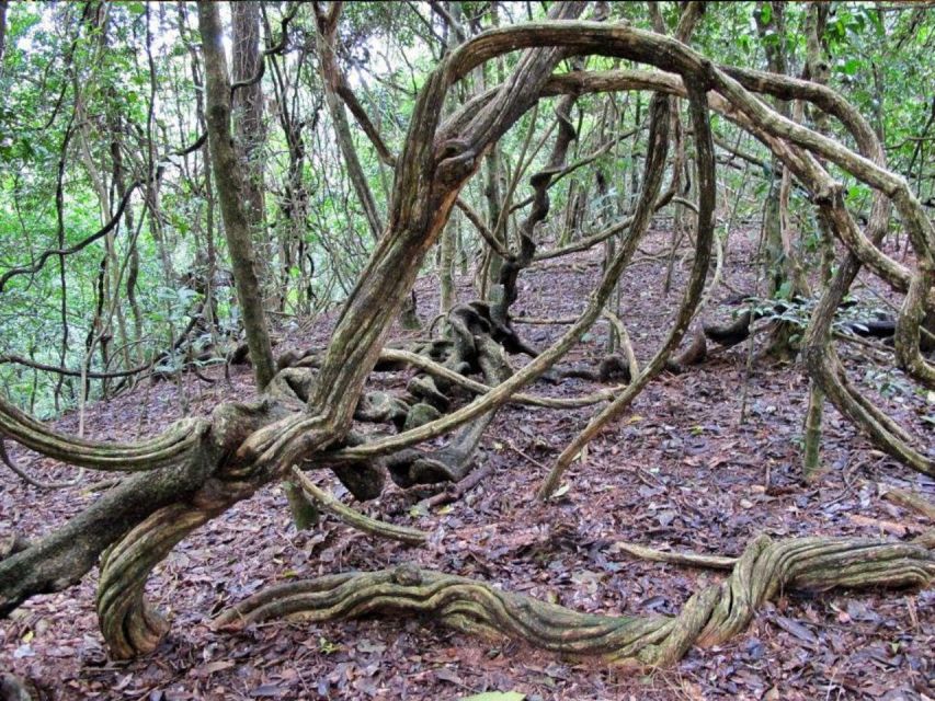 From Kandy: Bird Watching Tour to Udawatte Kele Sanctuary