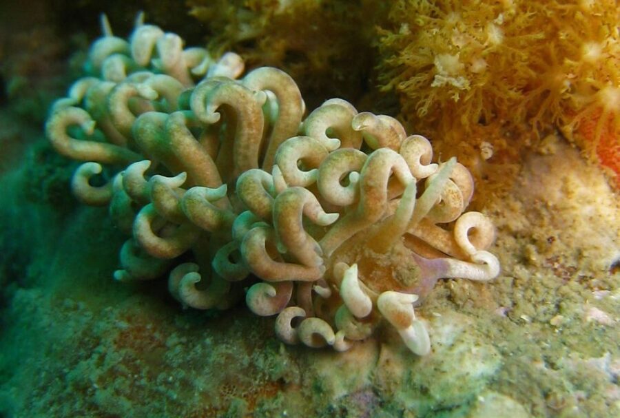 From Koh Kood: Certified Dive Trip