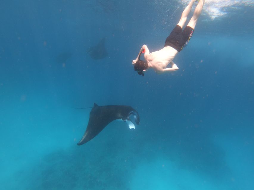 From Lembongan: Nusa Penida Snorkeling Day Trip - Overview and Pricing