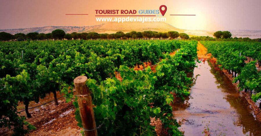 From Madrid: Peñafiel Castle, Ribera Del Duero Tour & Wine