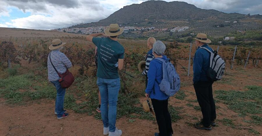 From Malaga: Wine Tasting and Vineyard Day Trip to Alora