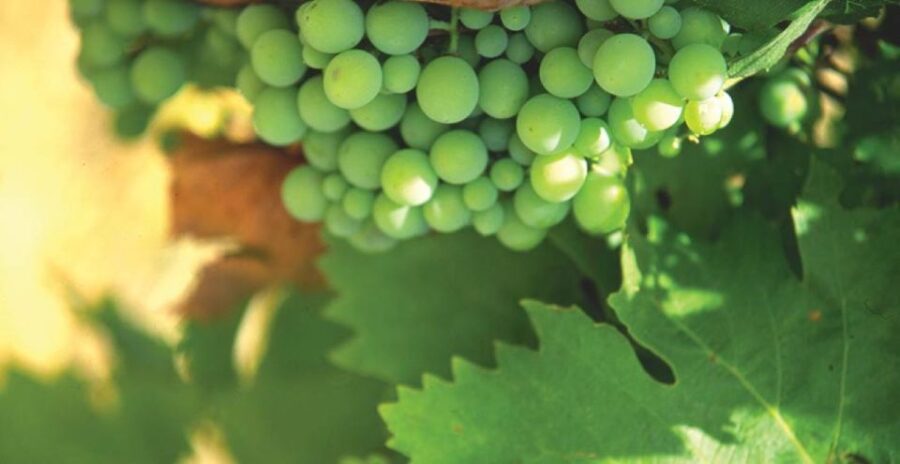 From Marbella: Axarquia Wine Tour With Wine Pairing Lunch