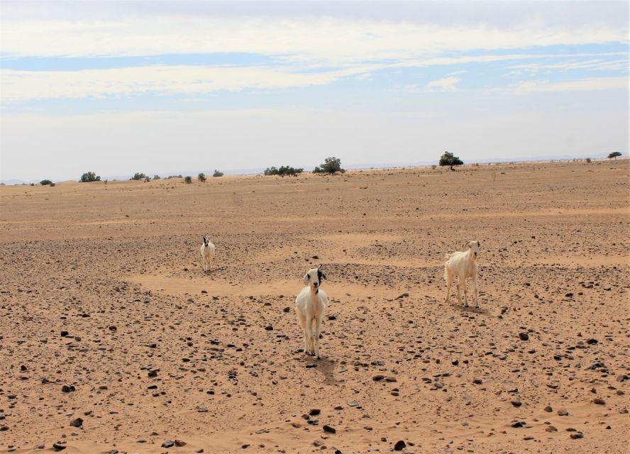 From Marrakech: 4 Days to Erg Chegaga Desert