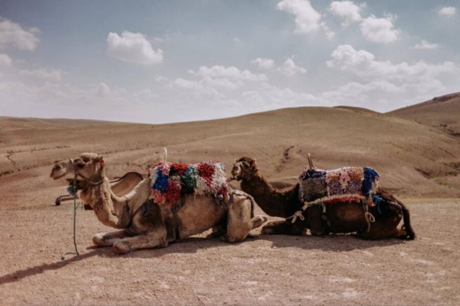 From Marrakech: Quad, Camel Ride & Dinner Show in Agafay