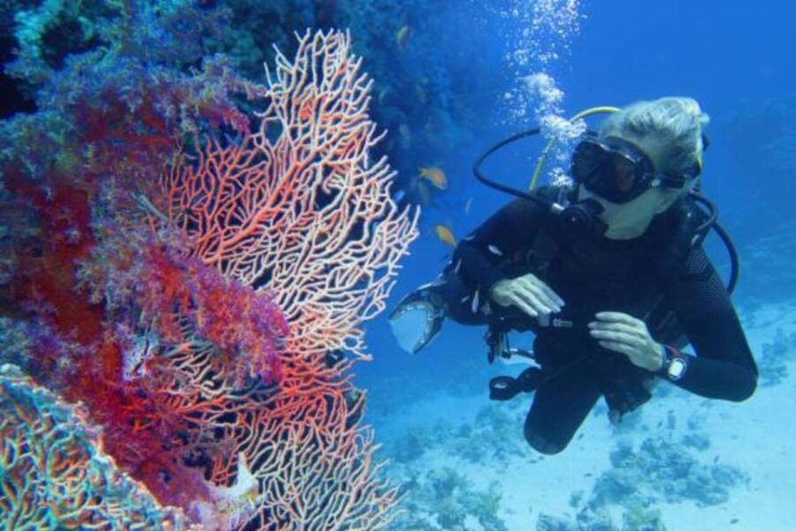 From Marsa Alam: Beginners Scuba Diving Day-Trip With Lunch