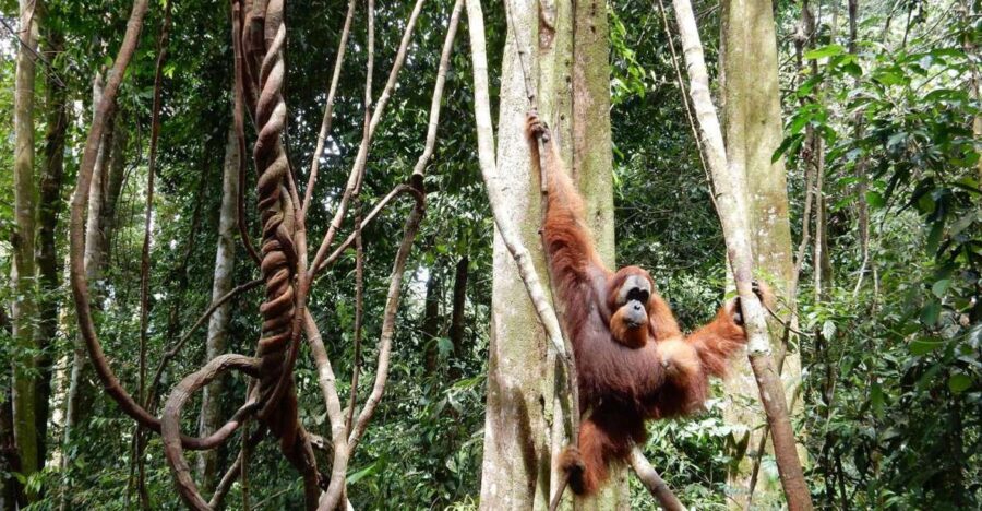 2 Best 4 Day Tours In Bukit Lawang