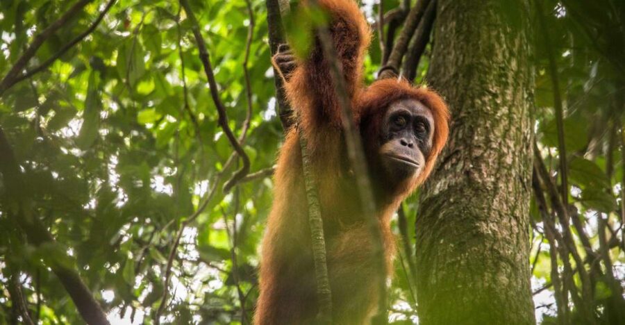 From Medan: Mount Leuser National Park Full-Day Trip - Trip Overview and Pricing