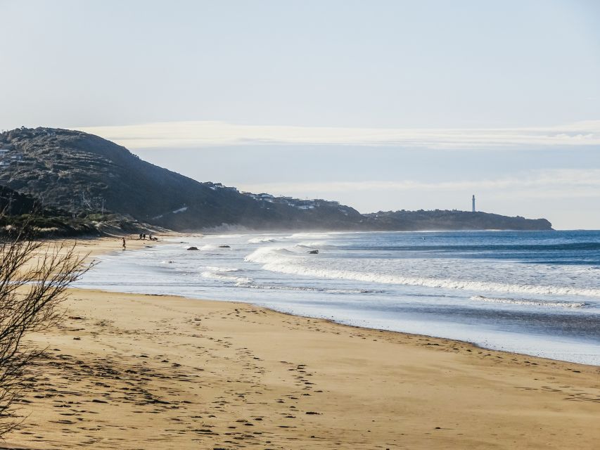 From Melbourne: Great Ocean Road, 12 Apostles, Wildlife Tour - Tour Overview and Pricing