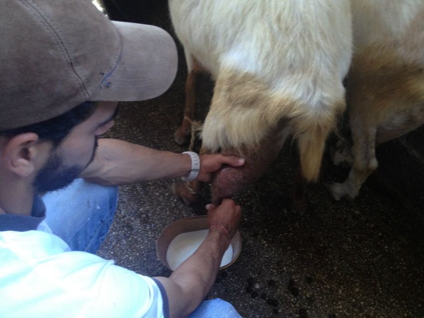 From Mykonos: Ano Mera Farm Tour
