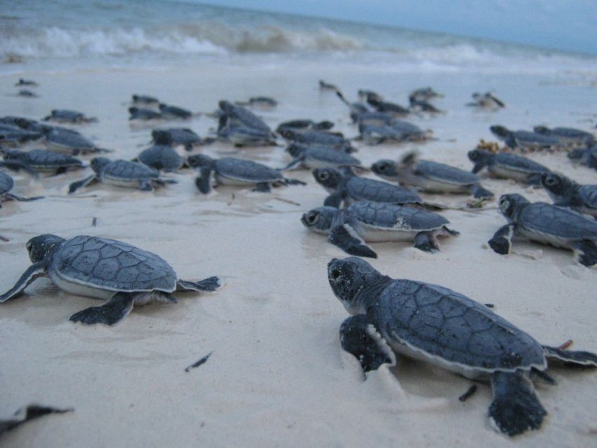 From Negombo: Bentota Full-Day Tour
