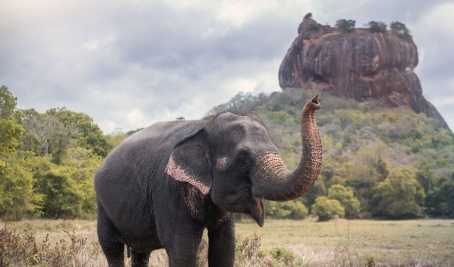 From Negombo: Sigiriya and Dambulla Day Trip