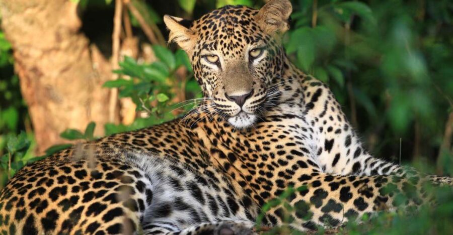 From Negombo: Wilpattu National Park Safari Tour