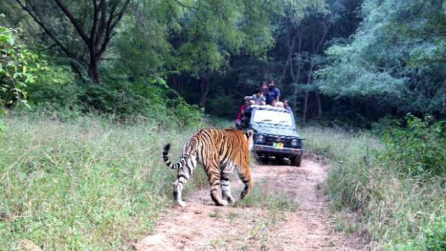 From New Delhi: 3-Day Sariska Tiger Reserve Private Tour